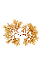 Lomentaria articulata